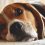 Moustaches du chien : À quoi servent elles ?